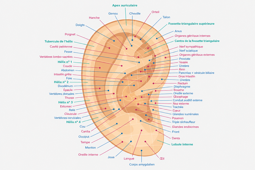 Réflexologie Auriculaire